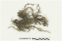 藏品(輪葉波葉苔)的圖片